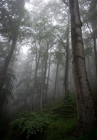 Harz